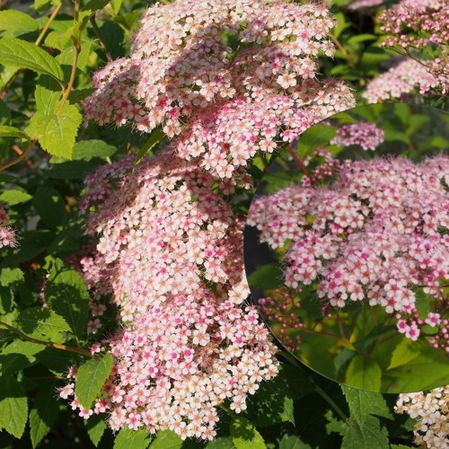 Spiraea japonica 'Pruhoniciana' - Jaapani enelas 'Pruhoniciana' P13/1L